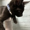 黒猫オス　人慣れしてます サムネイル2