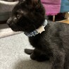 黒猫オス　人慣れしてます サムネイル3