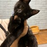 黒猫オス　人慣れしてます サムネイル4
