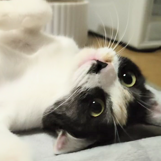 【代理】人馴れバッチリのパステル三毛さん