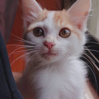 とっても愛らしい茶白の女の子、みーちゃん