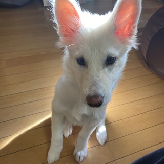 ずっとの家族を探しています。