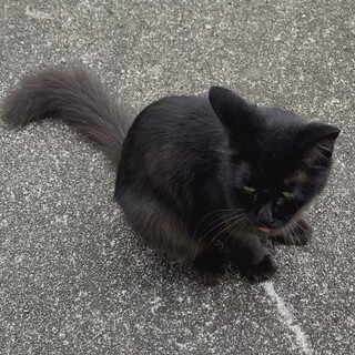 1〜2歳のオス猫、人懐こく大人しいです。