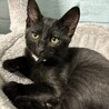 黒猫オス人慣れしています サムネイル2
