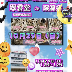 翠雲堂de譲渡会☆子犬・子猫圧倒的多数♪（ライブ配信あり） サムネイル1