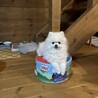 かとうたまこ