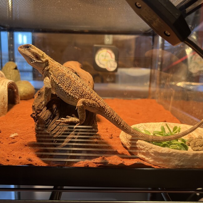 かとうたまこのカバー写真