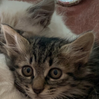 ３姉妹キジトラ美猫あきるちゃん♀2か月半