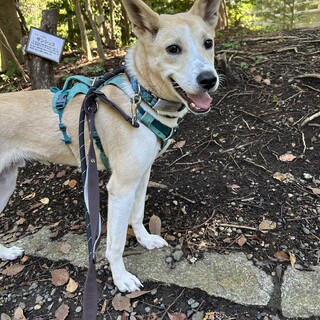 仔犬らしくあどけない感じがかわいい☆紫苑くん