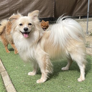 美犬な小型犬エルフちゃん