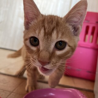 チョロQみたいな子猫　いよちゃん♀