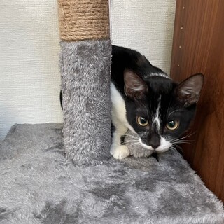 おもちゃ大好きボーイ