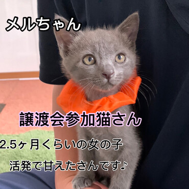 メルちゃんも里親さんを探してます♪
