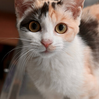 三毛こねこカリナちゃん