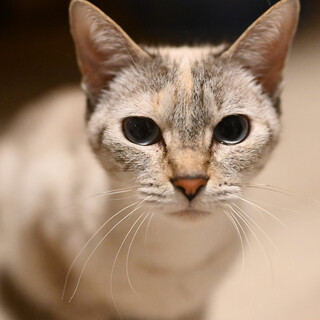 シャムmixのアイリス！