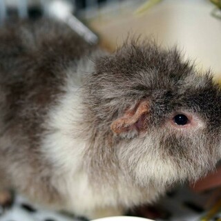 かわいい　ティディー巻き毛モルモット　