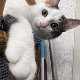 やんちゃな甘えん坊のキジブチ子猫ちゃんの里親募集！