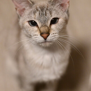 シャムmixのラベンダー！