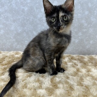 生後1日から飼育！人に慣れ慣れ天使たち❤️わさび