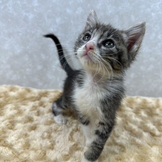 生後1日から飼育！人に慣れ慣れ天使たち❤️だんご