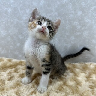 生後1日から飼育！人に慣れ慣れ天使たち❤️みたらし