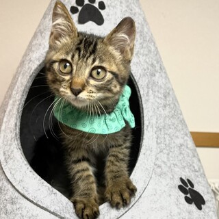 【11/26東銀座】かぼすくん★４ヵ月♪