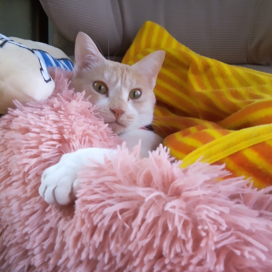 きなこのカバー写真