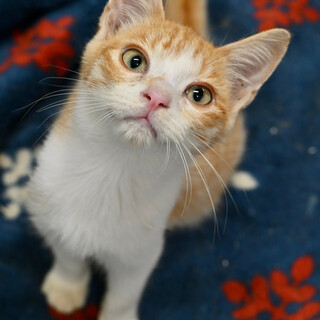 茶白子猫のチャオくん