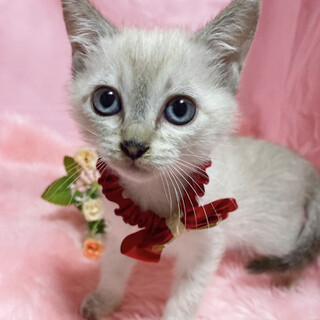 ブルーアイのシャムツインズ『ねねちゃん』２ヶ月