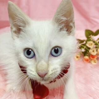 ブルーアイの白シャム！好奇心旺盛『ぽよ君』２ヶ月半