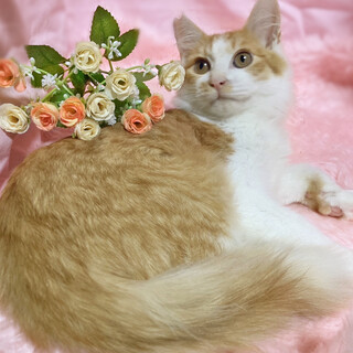 ふわふわ長毛♪ラグドール風『コフレ』4ヶ月