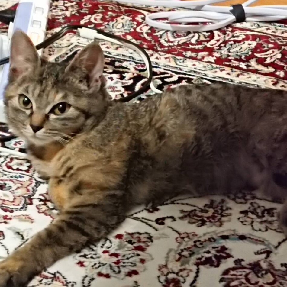 ミーニャのカバー写真