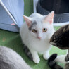 パステルミケ♡大人しい性格の華ちゃん、良い子です！ サムネイル2