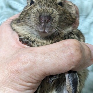 アグーチデグーの男の子