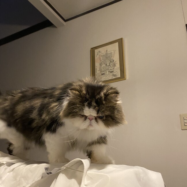 猫182のカバー写真