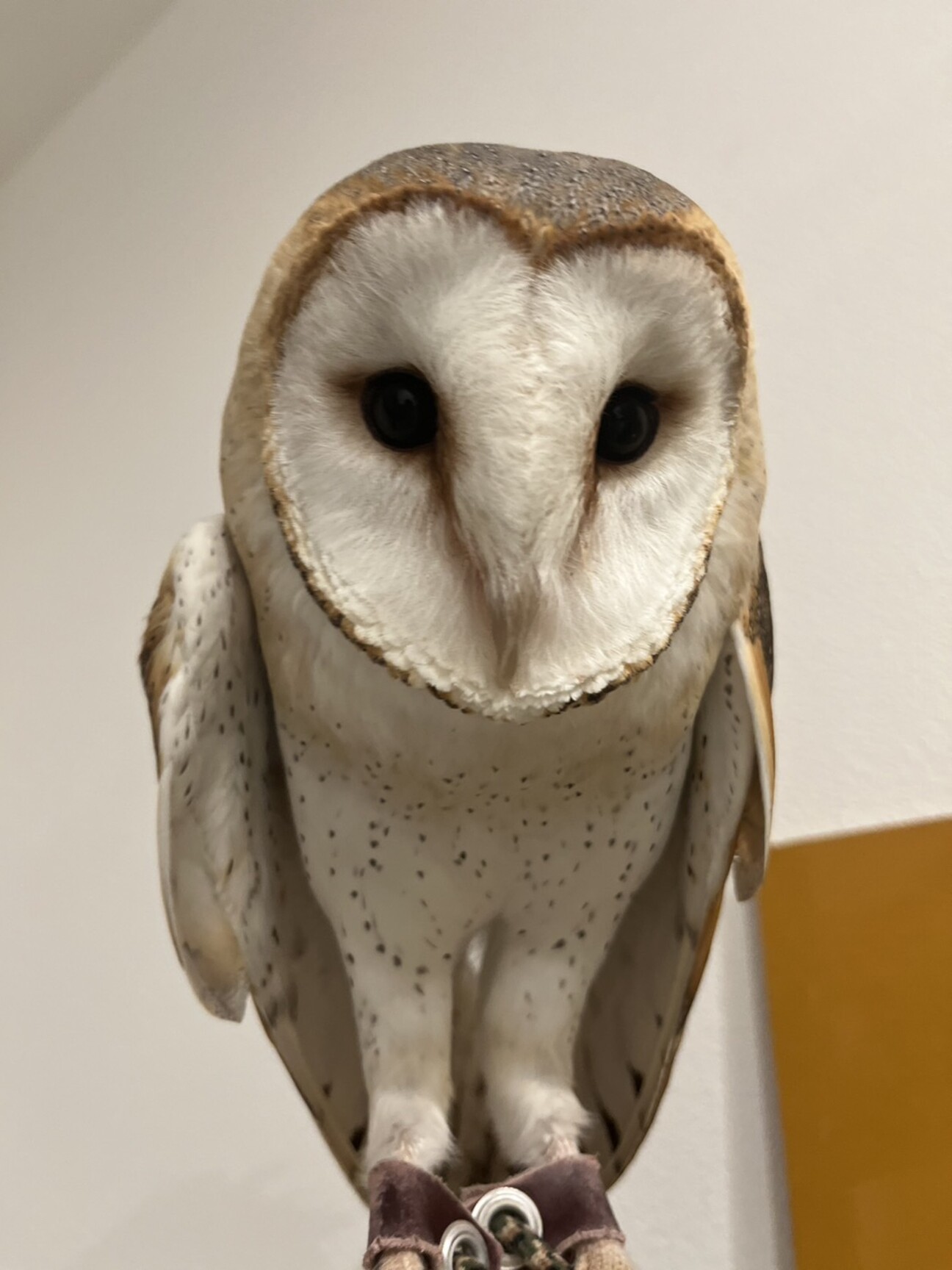 恭ちゃん様専用フクロウ君＊【メンフクロウ】＊レア - メルカリ