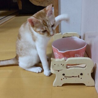 まだ、触っていません!