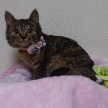 里親募集の写真。一目惚れでした。