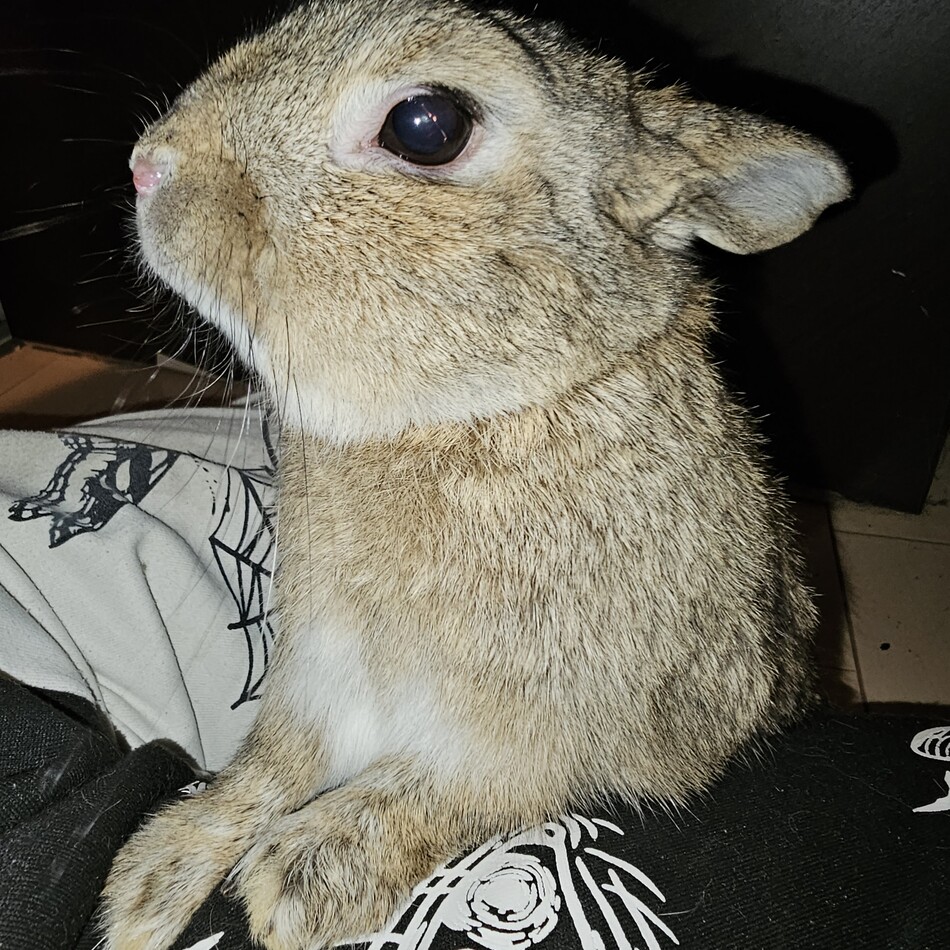 せんりのカバー写真