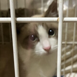 とっても人馴れしている、シャムMixのラスカル君！