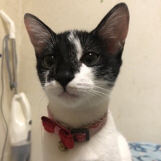 大切に育ててくれる里親さん募集しています