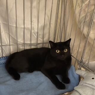 まん丸顔の黒猫男子