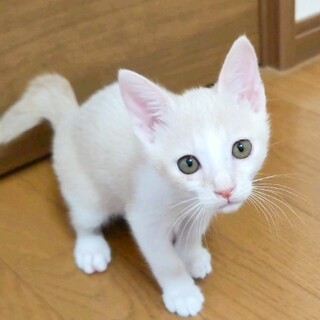 抱っこが大好きクリームパステル茶白男子⭐️しおん