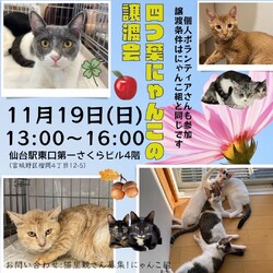 四つ葉にゃんこの譲渡会