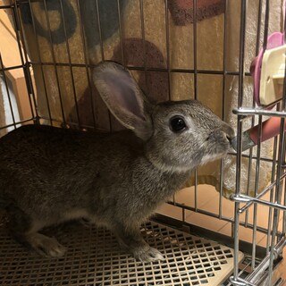 子ウサギ　約6ヶ月　メス