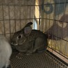 子ウサギ　約6ヶ月　メス サムネイル4