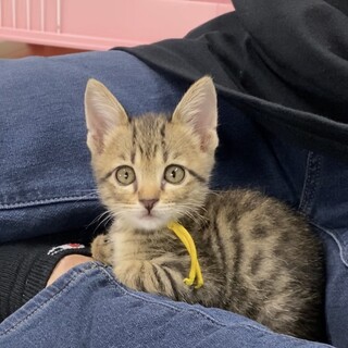 まん丸瞳が超キュート！キジトラロロくん２ヶ月