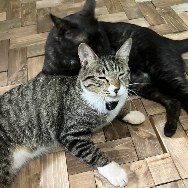 びったのカバー写真