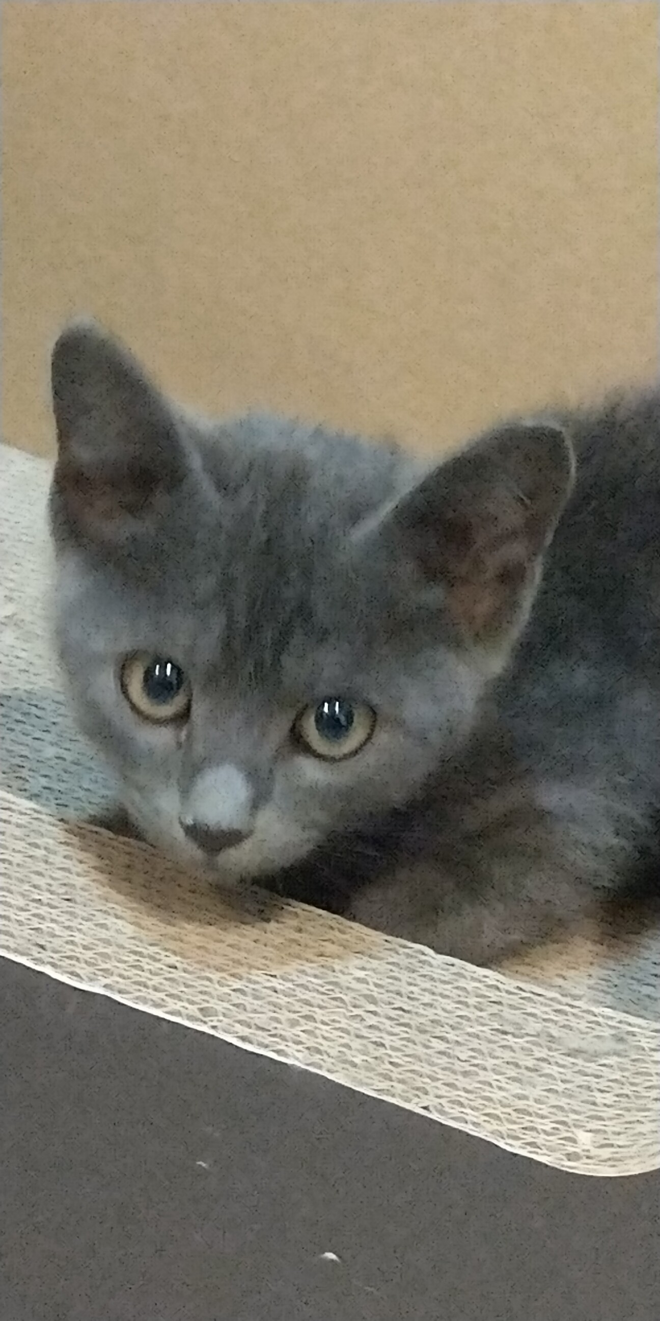 人も猫も大好きな灰トラ猫♀」徳島県 - 猫の里親募集(474067) 1枚目の