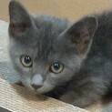 人も猫も大好きな灰トラ猫♀